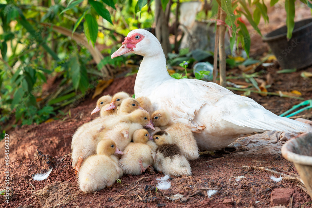 Mother duck and pretty duckling, White mother duck and ducklings. Mother duck and pretty duckling, White mother duck and ducklings.