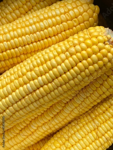 heads of yellow corn lie in the sun in summer 