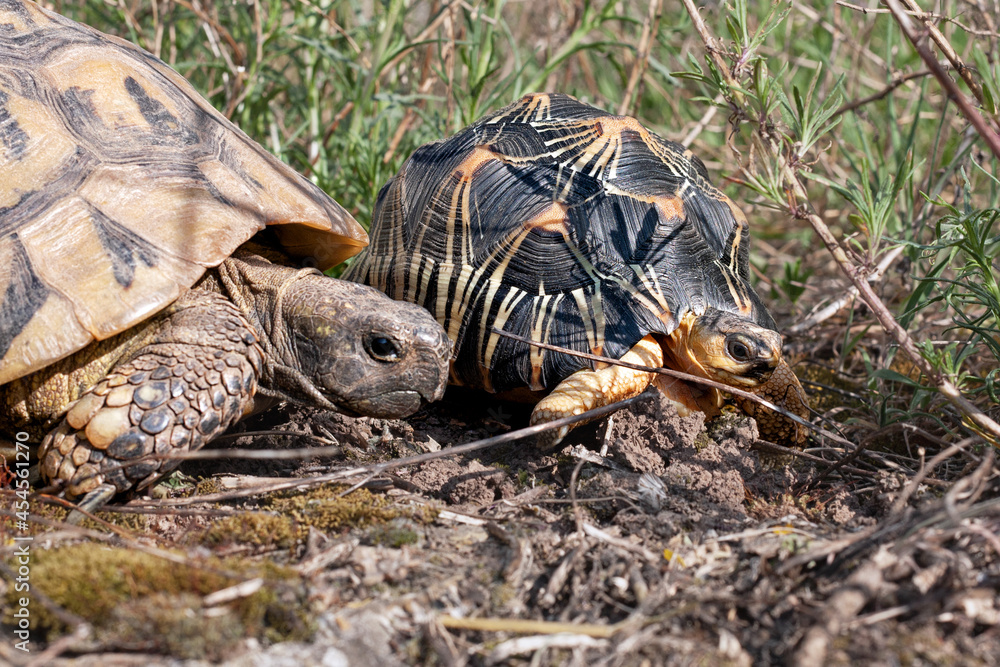 Obraz premium Afrikanische Spornschildkröten, Griechische Landschildkröten und eine Strahlenschildkröte aus Madagaskar