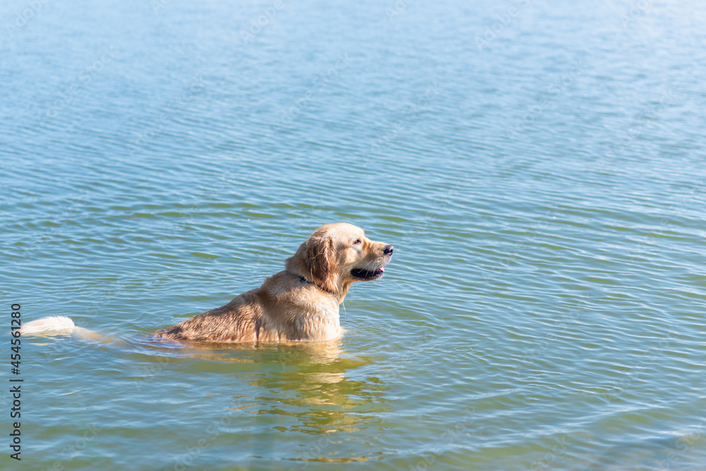 Labrador Retriever standing in the lake. Summer day.funny dog labrador retriever playing in the water on a sunny day Labrador Retriever standing in the lake. Summer day.funny dog labrador retriever playing in the water on a sunny day