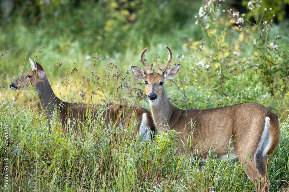 A male and female whitetail deer out together in the forest of Northwest Ontario, Canada. A male and female whitetail deer out together in the forest of Northwest Ontario, Canada.