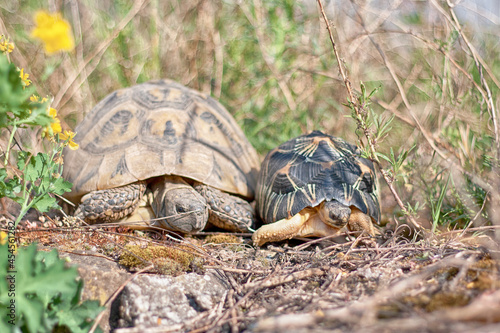 Afrikanische Spornschildkröten, Griechische Landschildkröten und eine Strahlenschildkröte aus Madagaskar photo