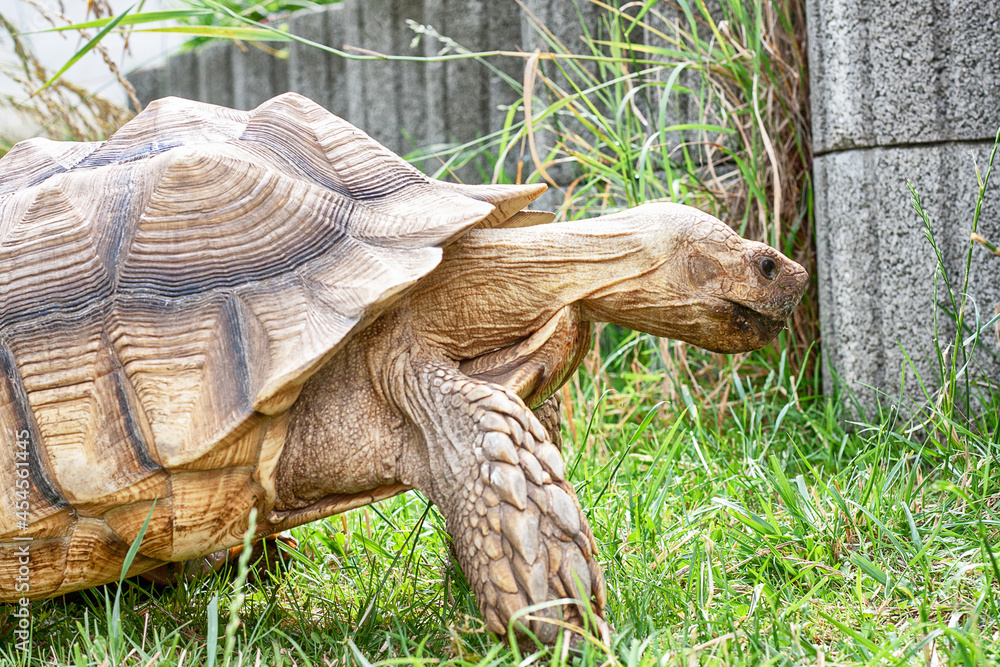 Afrikanische Spornschildkröten, Griechische Landschildkröten und eine ...