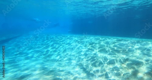 Wallpaper Mural Orlando, Florida. August 25, 2021. Nice bottlenose dolphins below the surface of the water in Orlando (2). Torontodigital.ca