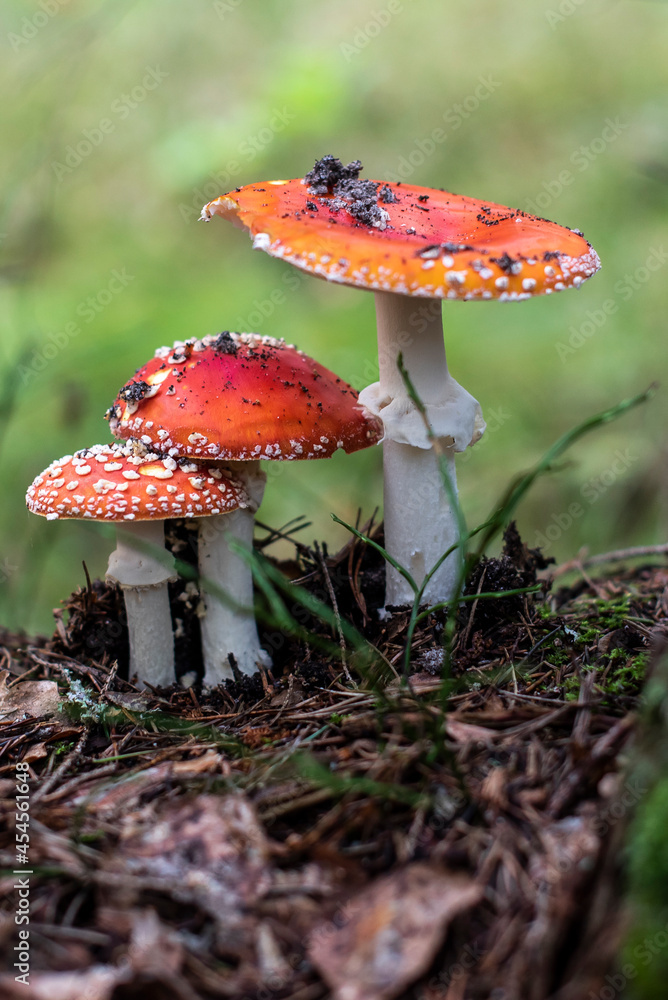 Fly Agaric family on a forest. Fly amanita (Amanita muscaria) red mushrooms closeup in the nature Fly Agaric family on a forest. Fly amanita (Amanita muscaria) red mushrooms closeup in the nature