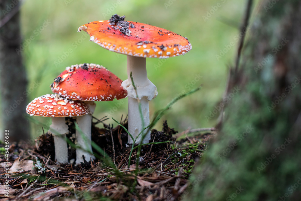 Fly Agaric family on a forest. Fly amanita (Amanita muscaria) red mushrooms closeup in the nature Fly Agaric family on a forest. Fly amanita (Amanita muscaria) red mushrooms closeup in the nature