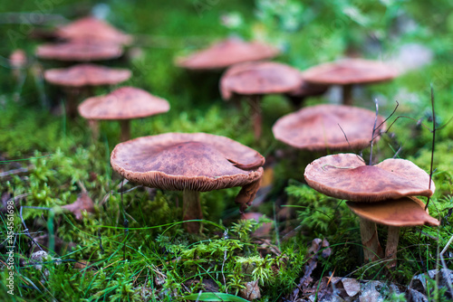 Lots of brown mushrooms grow in moss.