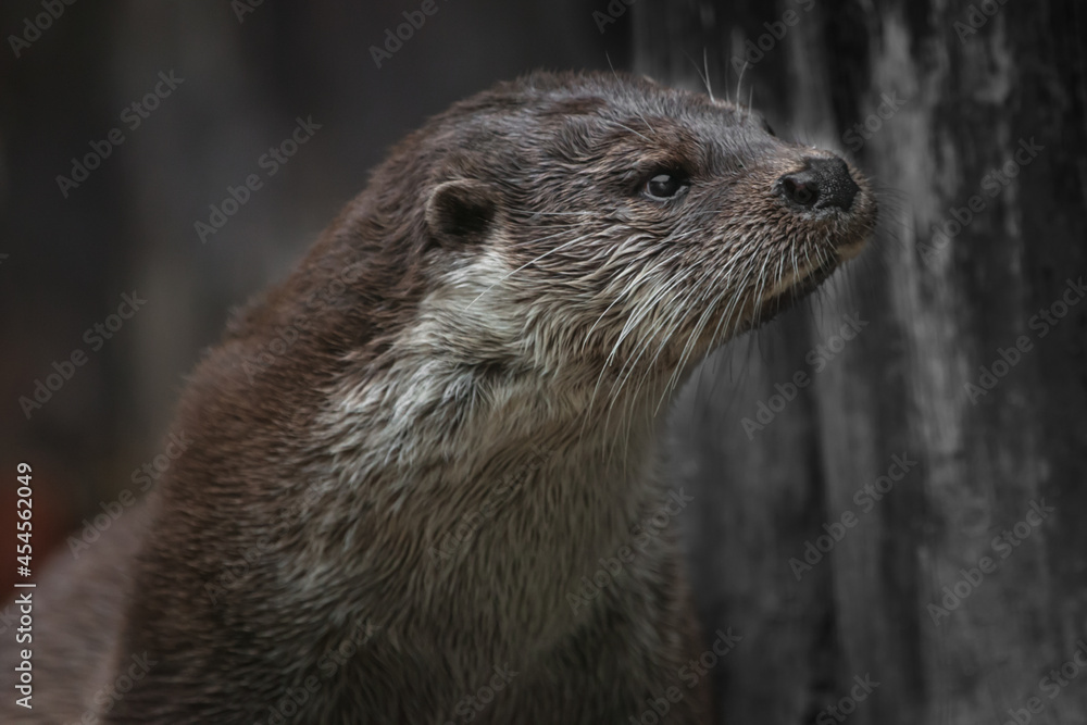 Otter head close-up in profile of a sprightly beast Otter head close-up in profile of a sprightly beast