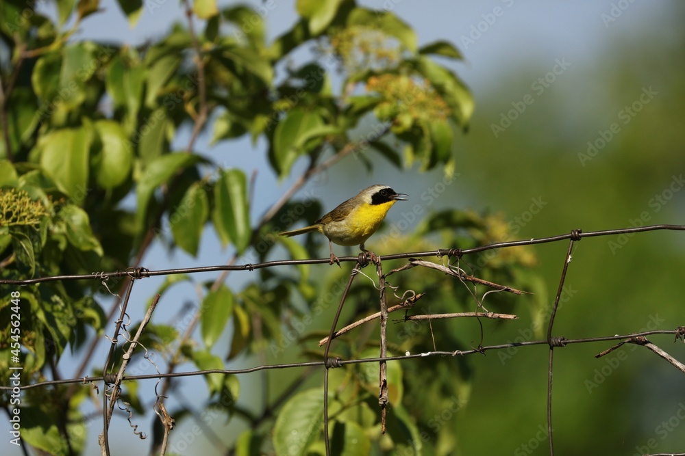 Naklejka premium Common Yellowthroats live in marshes and wet, low brushy areas. They eat insects, arachnids, and seeds. Sing a distinct song that says “wichity.” They are protected on the US Migratory Bird list.