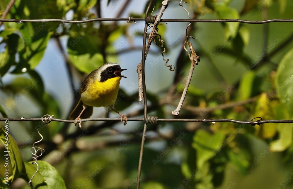 Fototapeta premium Common Yellowthroats live in marshes and wet, low brushy areas. They eat insects, arachnids, and seeds. Sing a distinct song that says “wichity.” They are protected on the US Migratory Bird list.