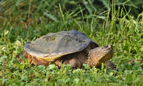 Snapping Turtle Its carapace can vary from light brown to black in color and it has a saw-toothed back edge. The tail supports a row of jagged dorsal scales and is nearly as long as the carapace.