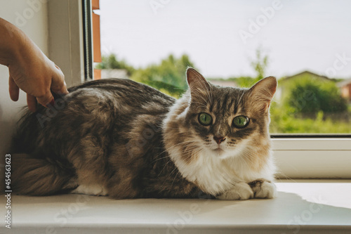 A gray striped cat is sitting on the window