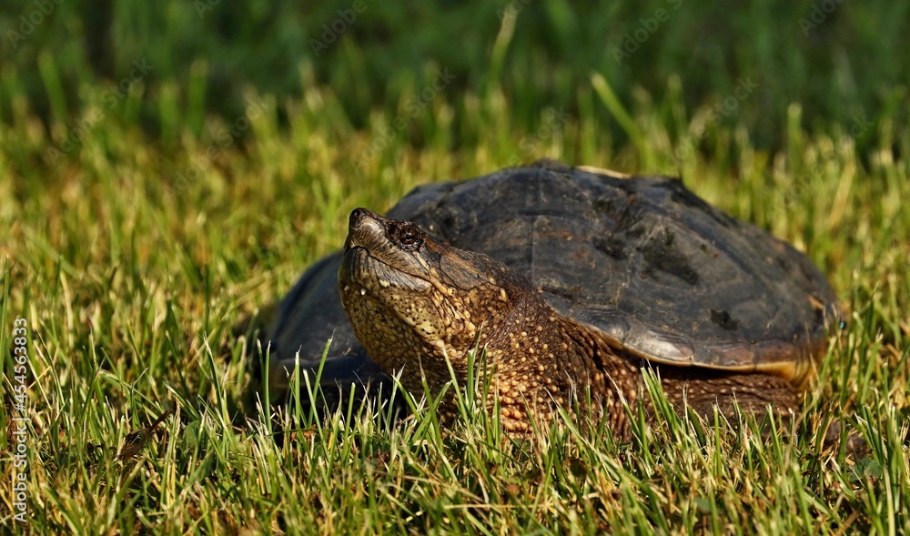 Snapping Turtle
Its carapace can vary from light brown to black in color and it has a saw-toothed back edge. The tail supports a row of jagged dorsal scales and is nearly as long as the carapace. Snapping Turtle
Its carapace can vary from light brown to black in color and it has a saw-toothed back edge. The tail supports a row of jagged dorsal scales and is nearly as long as the carapace.