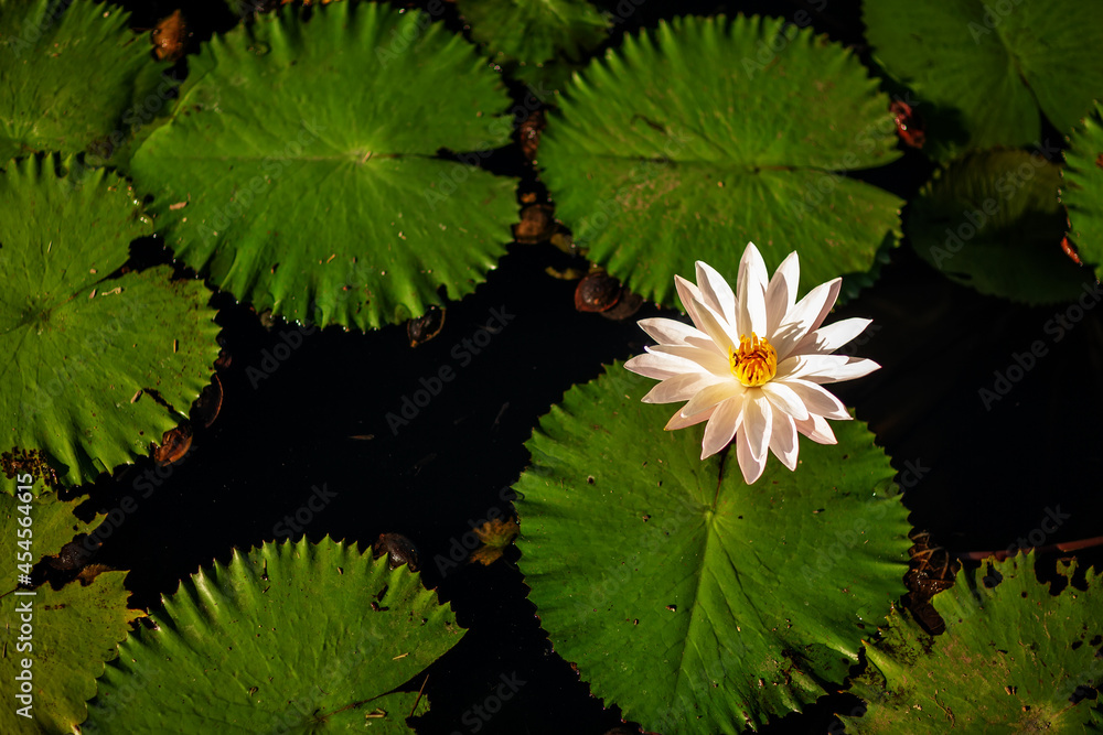 White lotus flower on the lake White lotus flower on the lake