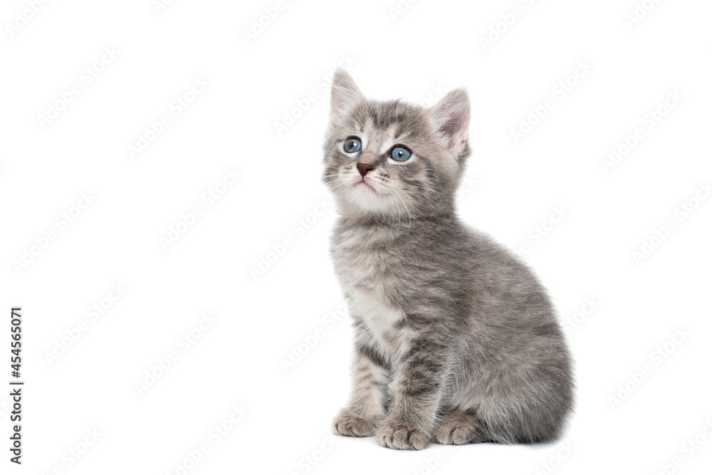 Gray kitten isolated on a white background... Gray kitten isolated on a white background...