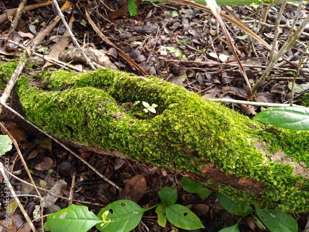 Musgos (pequenas plantas criptogâmicas) sobre tronco de árvore no solo da Caatinga. Musgos (pequenas plantas criptogâmicas) sobre tronco de árvore no solo da Caatinga.