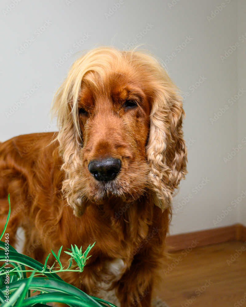 cocker spaniel dog