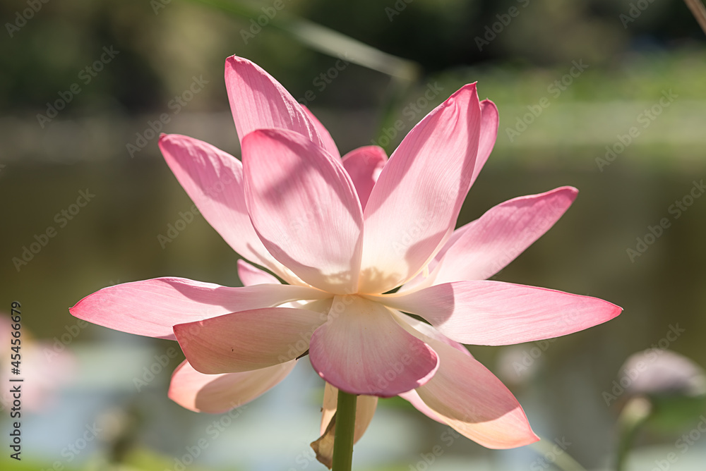 Fototapeta premium Pink water lotus flower. In summer it grows on the lake.