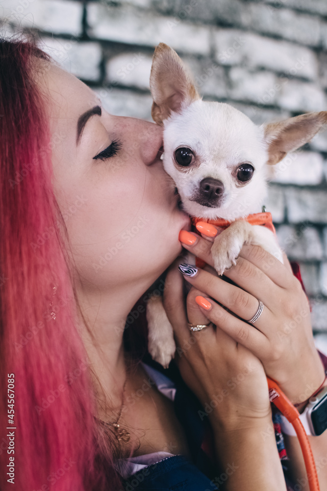 The girl holds a mini chihuahua in her arms. Kissing your pet. The dog and the The girl holds a mini chihuahua in her arms. Kissing your pet. The dog and the