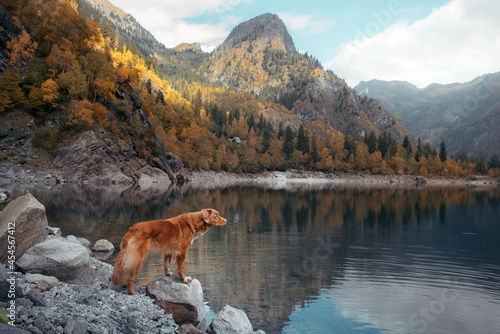 dog at a mountain lake in autumn. Traveling with a pet. red Nova Scotia Duck Tolling Retriever on nature background © annaav