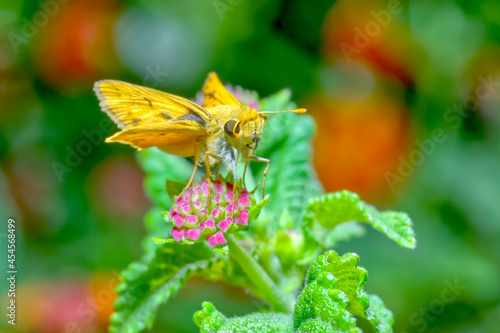 Fényképezés Fiery Skipper native to Arizona