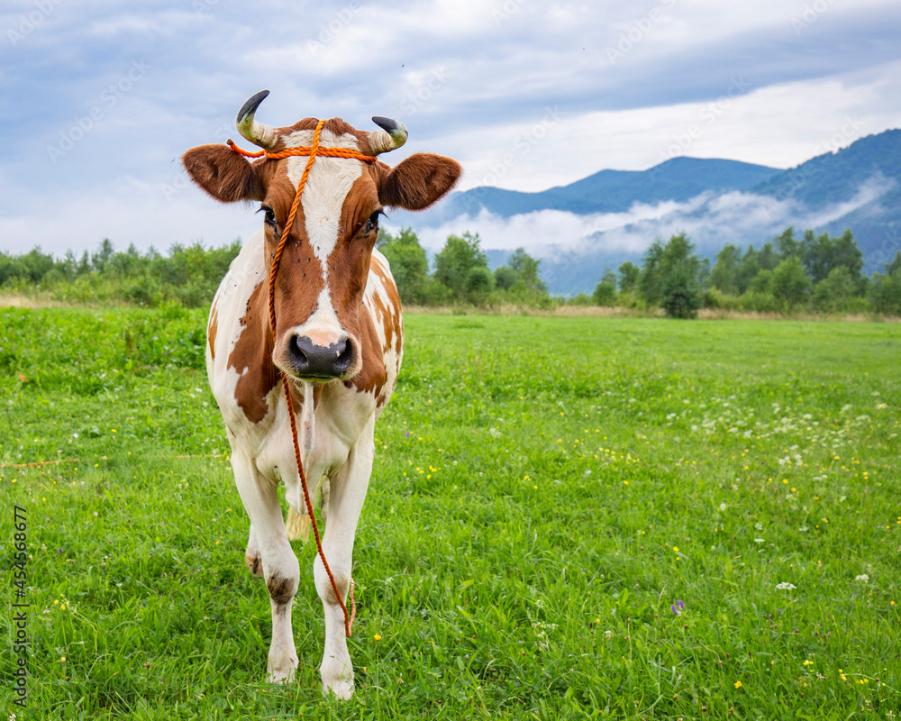 Young red cow in a pasture on a background of mountains. cow on the background of mountains. Cows in the Carpathians.