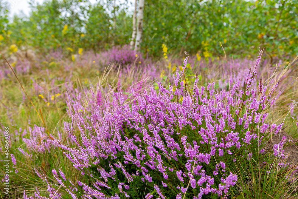 Naklejka premium Unique landscape of the Carpathian Mountains with mass flowering heather fields (Calluna vulgaris). Flowering Calluna vulgaris (common heather, ling, or simply heather) in the Carpathians.