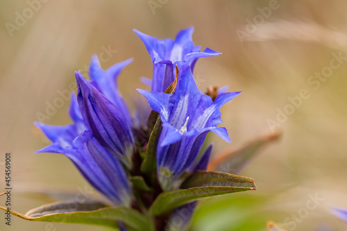 Gentiana asclepiadea  the willow gentian  is a species of flowering plant in the family Gentianaceae. Willow Gentian  Gentiana asclepiadea  is a medium-tall  blue-flowering mountain herb