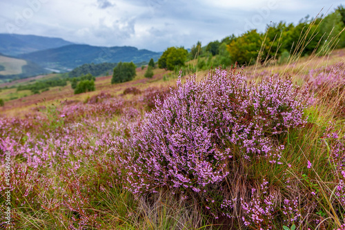 Unique landscape of the Carpathian Mountains with mass flowering heather fields  Calluna vulgaris . Flowering Calluna vulgaris  common heather  ling  or simply heather  in the Carpathians.