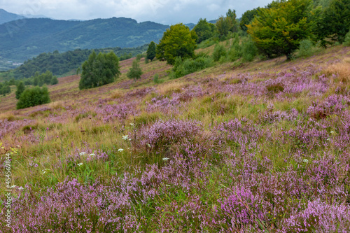 Unique landscape of the Carpathian Mountains with mass flowering heather fields  Calluna vulgaris . Flowering Calluna vulgaris  common heather  ling  or simply heather  in the Carpathians.