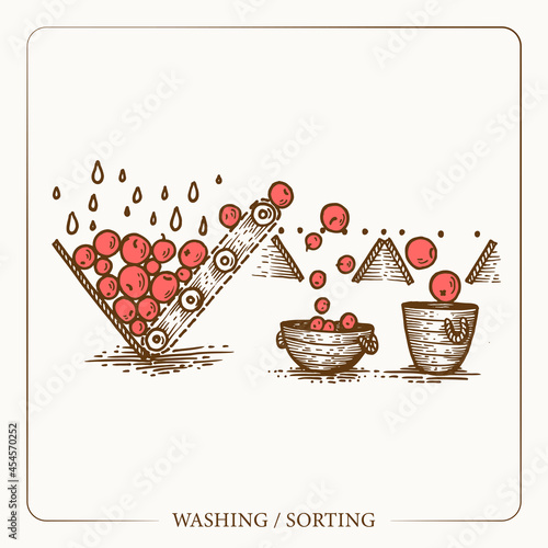 Sorting and washing apples and fruits. Equipment for the production of cider. Vintage sketch garden background. Hand drawn design. Vector illustration. 