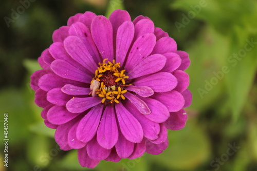 pink and purple flower © Denis