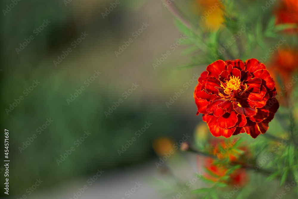 one red calendula flower on a blurred background one red calendula flower on a blurred background