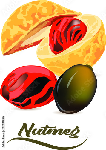 3D realistic vector Illustration of spice nutmeg, nutmeg mace, Nutmeg fruit,  organic nutrition. Menu from spice nutmeg is a yummy nut.
