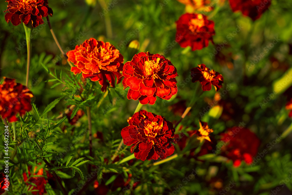 red marigold flowers on blurred background in summer garden red marigold flowers on blurred background in summer garden