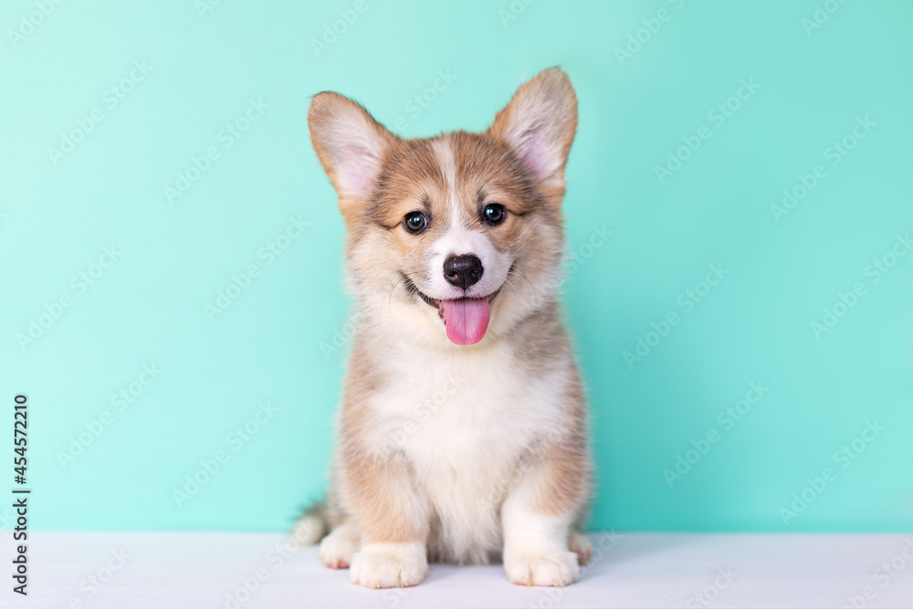 Portrait of a corgi puppy