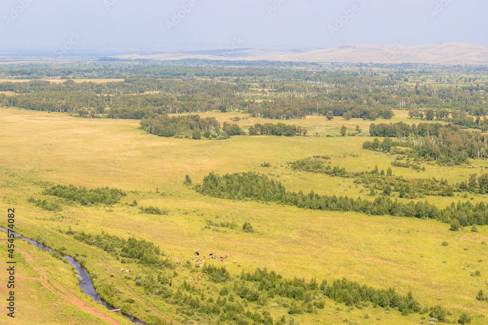 Aerial view of the green pastures of Khakassia on a summer day. A herd of cows grazing in the distance in the meadow. Light haze over the horizon