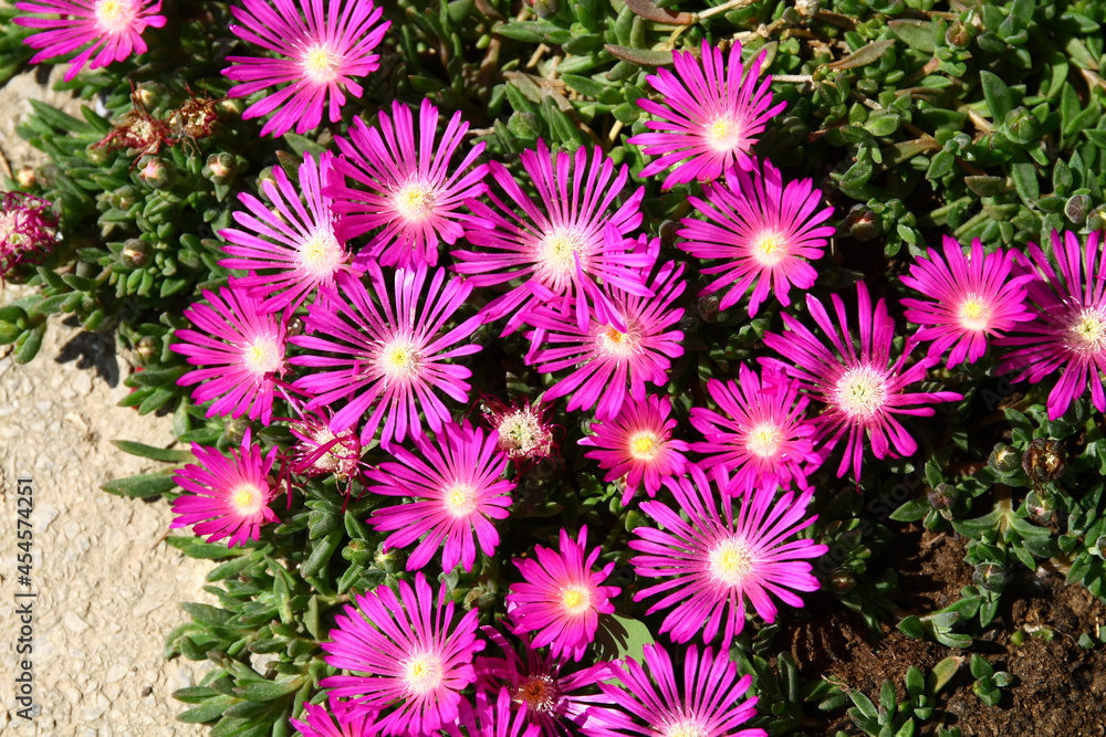 Blooming delosperma flowers grown in front of the house as an ornament. Blooming delosperma flowers grown in front of the house as an ornament.