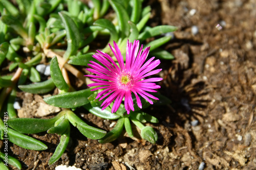 Blooming delosperma flowers grown in front of the house as an ornament.