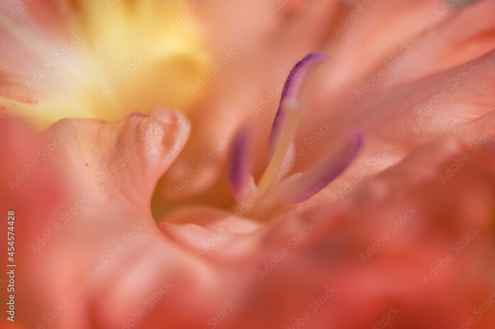 Fototapeta premium Macro photo of beautiful orange natural gladiolus