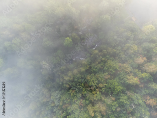 Misty morning in August. Deciduous trees seen from above  aerial  bird s eye view. Nature photography of forest and fog taken with a drone in Sweden.