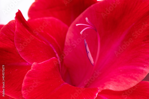 Macro photo of beautiful red natural gladiolus