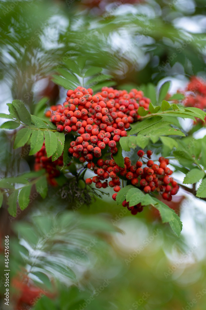 red berries on a tree red berries on a tree