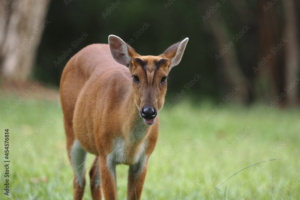 Muntiacus muntjak or fea's barking deer or so called fea's muntjac Muntiacus muntjak or fea's barking deer or so called fea's muntjac