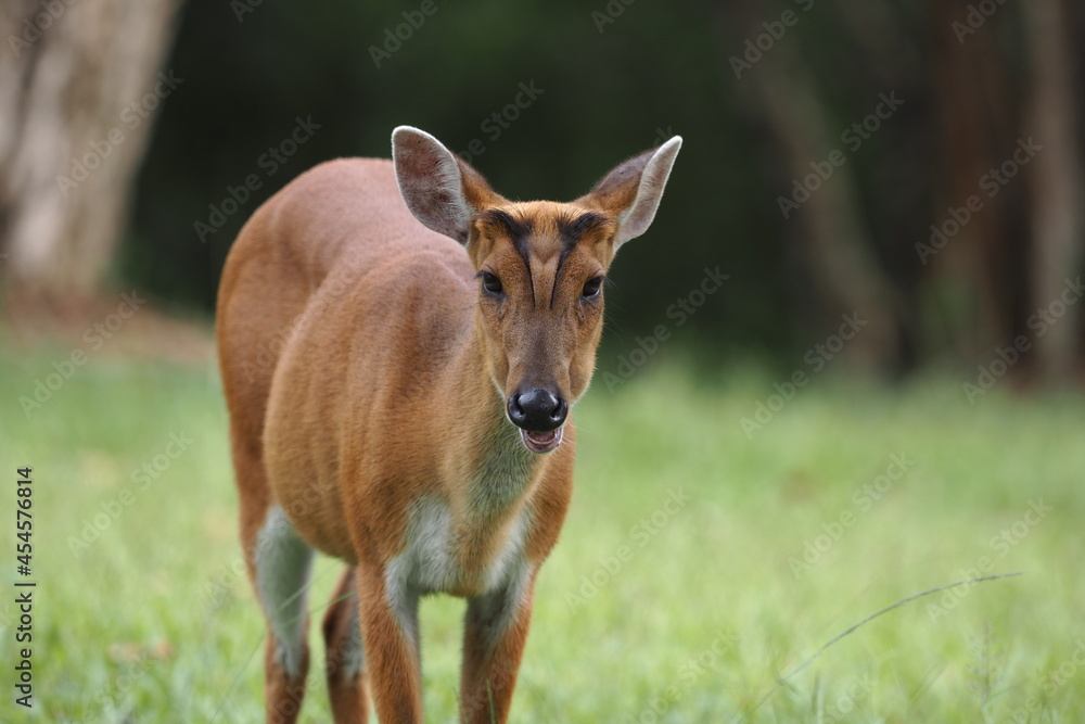 Muntiacus muntjak or fea's barking deer or so called fea's muntjac