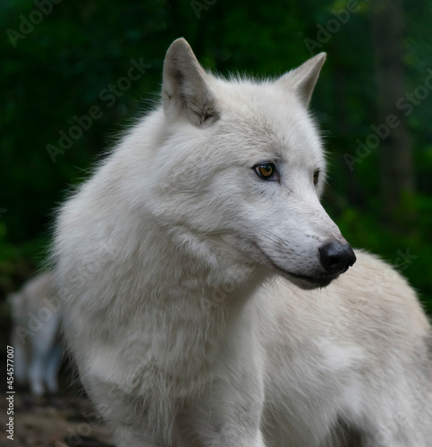 loup