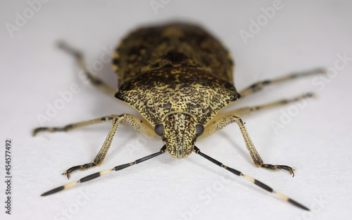 Makro closeup of one isolated mottled shieldbug (rhaphigaster nebulosa) on white background photo