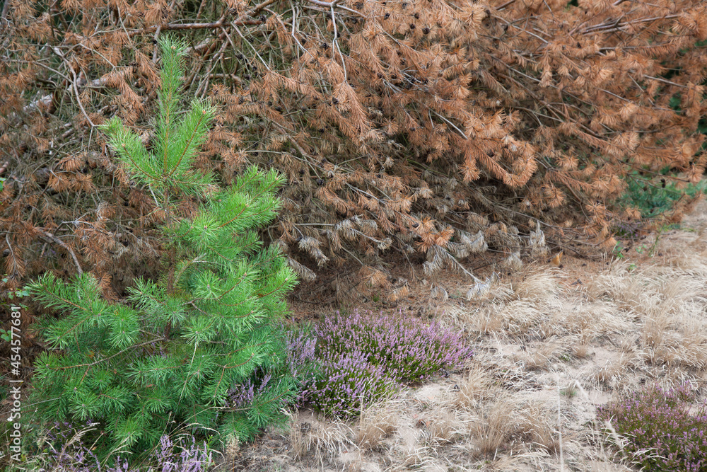 A young pine tree and flowering heather growing next to a fallen, withered pine. A young pine tree and flowering heather growing next to a fallen, withered pine.