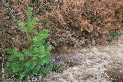A young pine tree and flowering heather growing next to a fallen, withered pine.