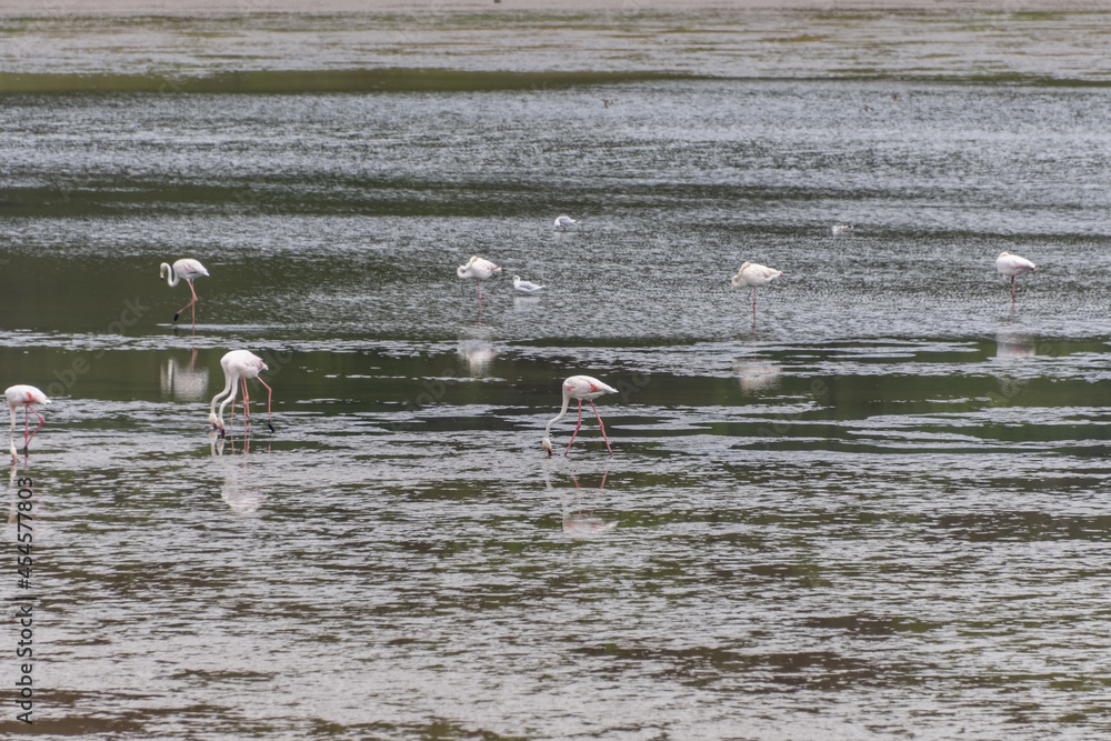 View of Flamingo flock resting standing in water, in Portugal